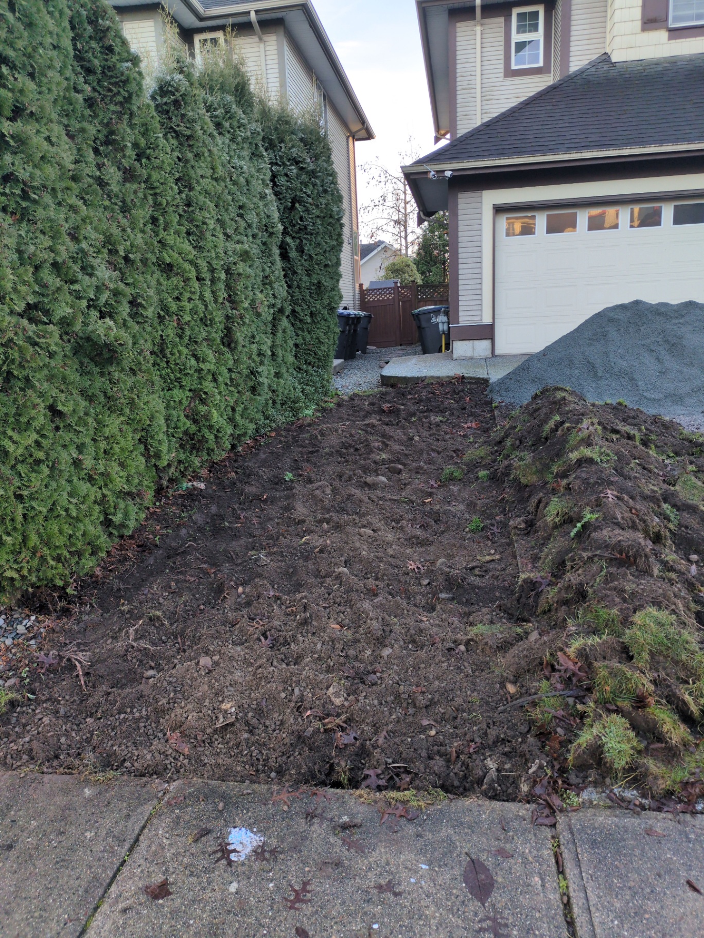 Side strip excavated to bare soil between cedar hedge and garage